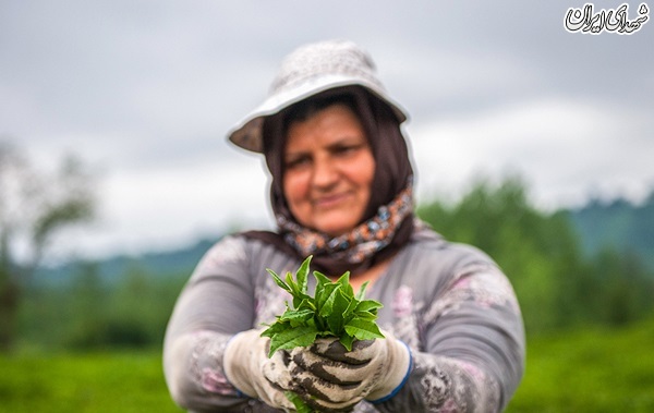 عکس/ برداشت چای در لاهیجان