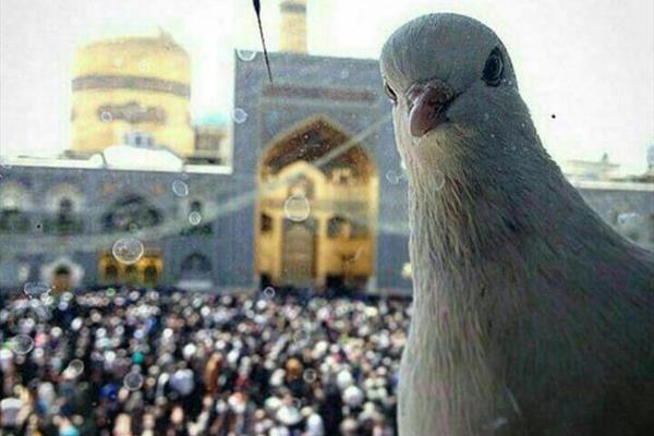 سه ندای آسمانی در آخرالزمان در بیان امام رضا(ع) سه ندای آسمانی در آخرالزمان در بیان امام رضا(ع)