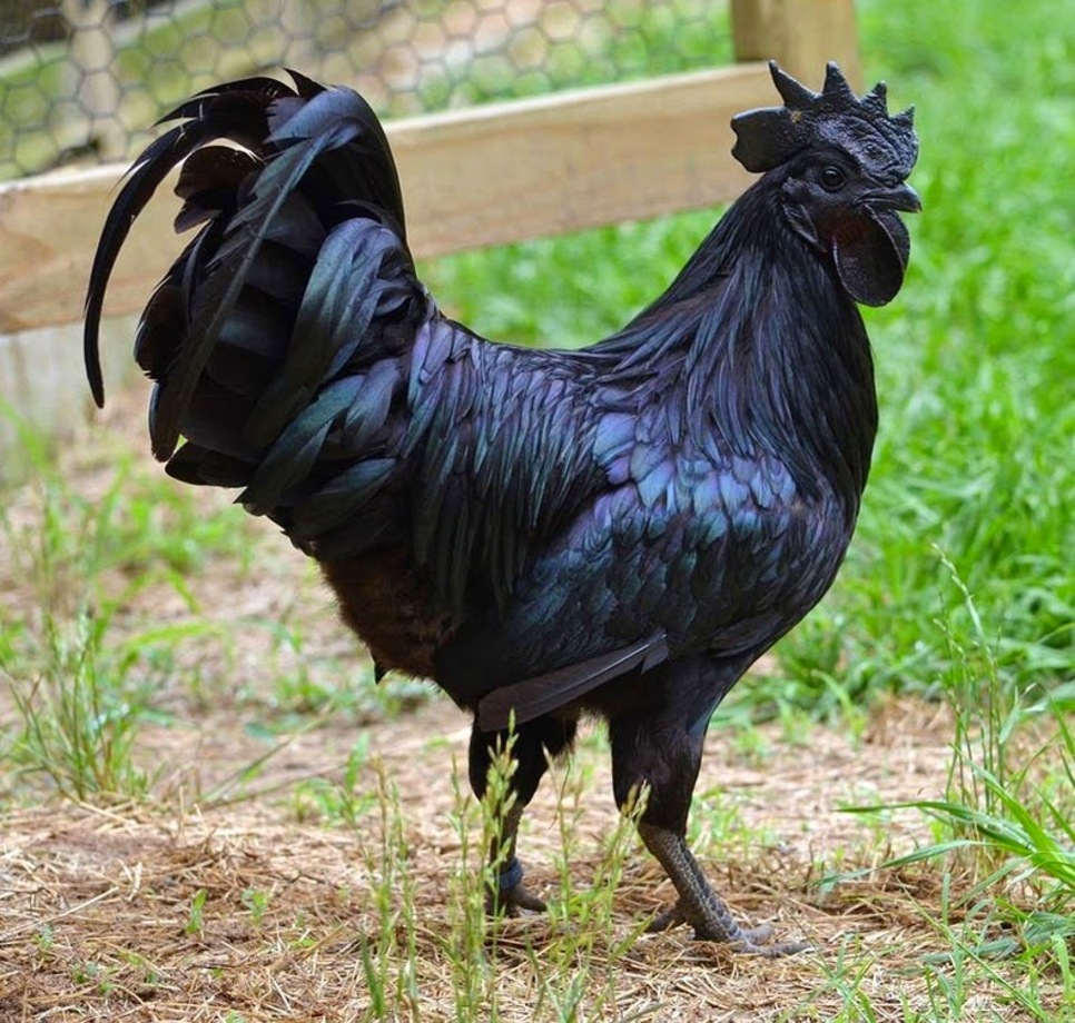 مرغ و خروس ۲۰ میلیون تومانی هم به بازار آمد + عکس مرغ و خروس ۲۰ میلیون تومانی هم به بازار آمد + عکس