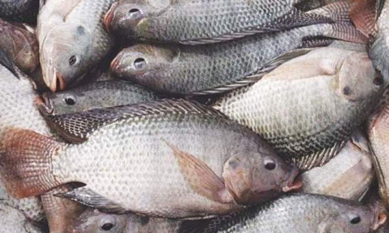 یک مقام مسئول: واردات دوباره ماهی خارجی! + عکس