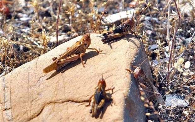 هجوم دستههای ۷ کیلومتری ملخ به مزارع خوزستان هجوم دستههای ۷ کیلومتری ملخ به مزارع خوزستان