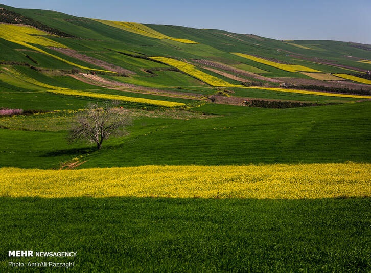 عکس/ رسید مژده که آمد بهار