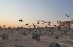 فیلم/ «غریبانه»؛ از بقیع تا طوس با نوای سید رضا نریمانی