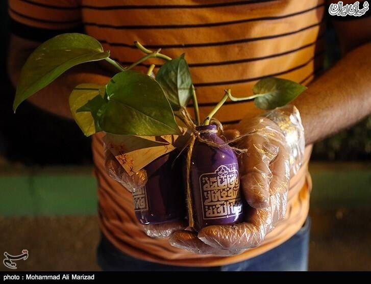 عکس/ اهدا گل به مناسبت میلاد حضرت معصومه(س)