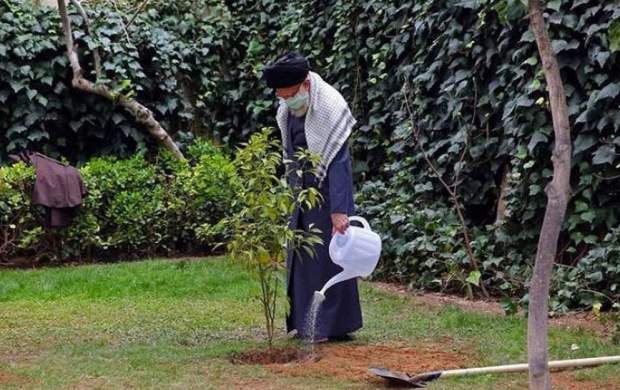 رهبرانقلاب امسال چه نهالهایی کاشتند؟ رهبرانقلاب امسال چه نهالهایی کاشتند؟