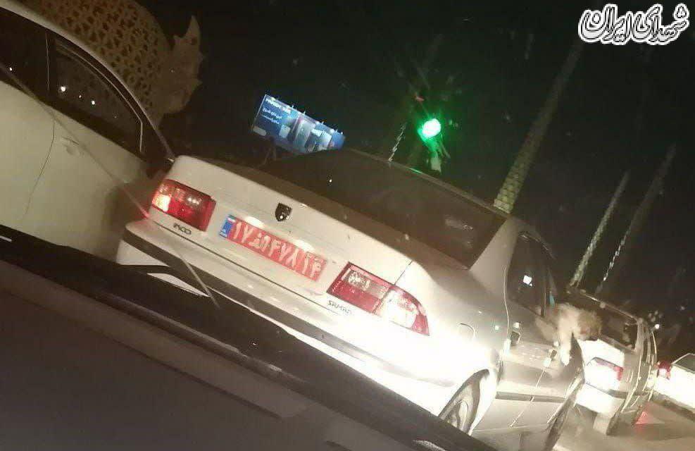 سگ گردانی با ماشین دولتی! +عکس سگ گردانی با ماشین دولتی! +عکس