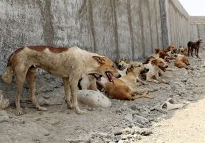 خطر تولید گرگاسهایی که انسانگریز نیستند خطر تولید گرگاسهایی که انسانگریز نیستند