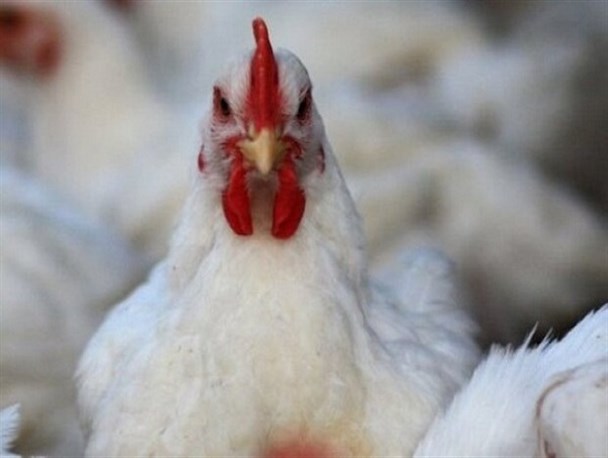 بازار مرغ دوباره به هم ریخت! بازار مرغ دوباره به هم ریخت!