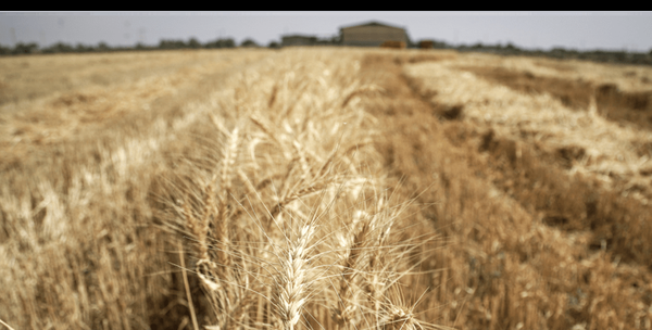 قیمت گندم اصلاح نشود خوراک دام میشود