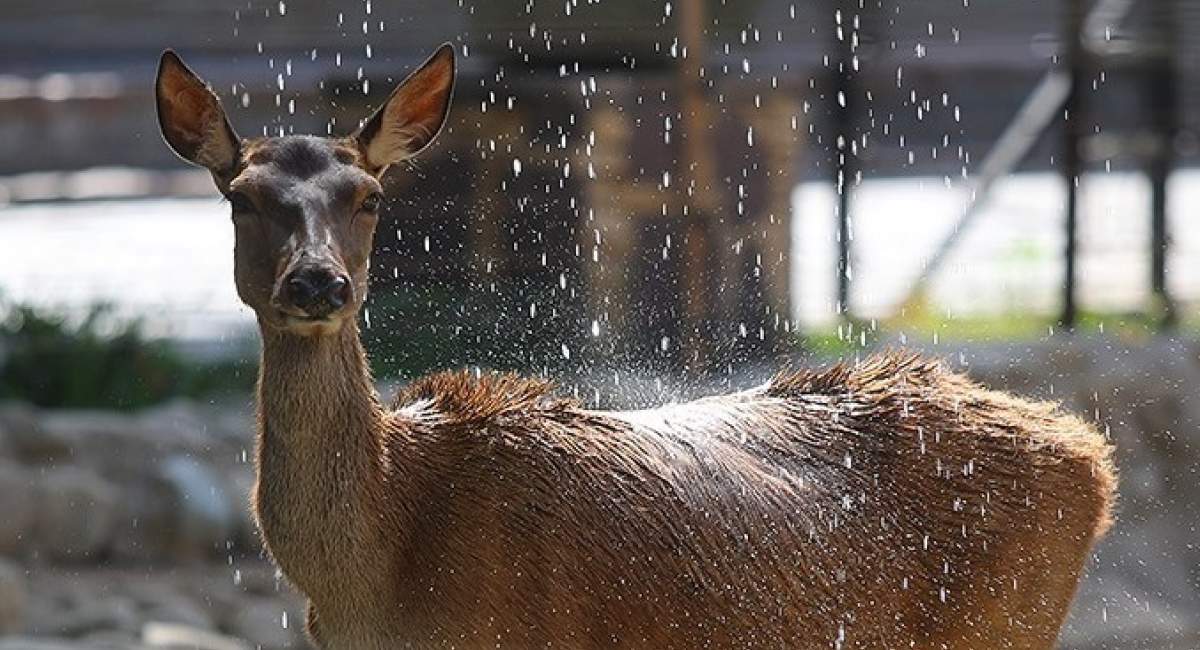 باغ وحش ارم ۱۳ آبان رایگان شد