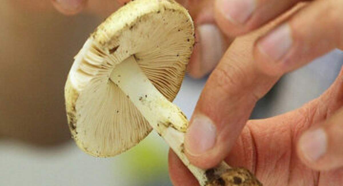هشدار؛ مصرف این قارچها جانتان را تهدید میکند
