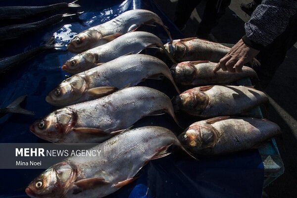 توسعه اقتصاد دریامحور با هدفگذاری تولید ۲.۶ میلیون تن محصولات آبزی